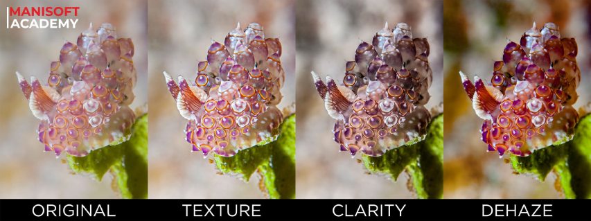 تفاوت Texture و Clarity در لایتروم و کمرا راو | مقایسه کامل و کاربردها تفاوت Texture و Clarity در لایتروم و کمرا راو | مقایسه کامل و کاربردها
